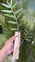 Dendrobium rhodostoma na internet