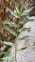 Dendrobium rhodostoma - loja online