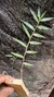 Dendrobium rhodostoma - loja online