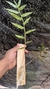 Imagem do Dendrobium rhodostoma