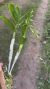 Dendrobium amethystoglossum Lacre 0000043 - Orquidário Aparecida
