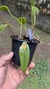 Acianthera prolífera variedade amarela no vaso Lacre 19505