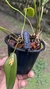 Acianthera prolífera variedade amarela no vaso Lacre 19505 - comprar online
