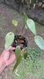Acianthera prolífera variedade amarela no vaso Lacre 19505 - Orquidário Aparecida