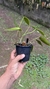 Imagem do Acianthera prolífera variedade amarela no vaso Lacre 19505