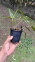 Acianthera prolífera variedade amarela no vaso Lacre 19505 na internet