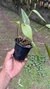 Acianthera prolífera variedade amarela no vaso Lacre 19505 - Orquidário Aparecida