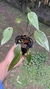 Acianthera prolífera variedade amarela no vaso Lacre 19505 - comprar online