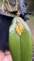 Acianthera prolífera variedade amarela no vaso Lacre 19505 - Orquidário Aparecida