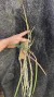 Brassavola perrini Lacre 187324 - Orquidário Aparecida