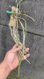 Brassavola perrini Lacre 187324 na internet