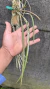 Brassavola perrini Lacre 187324 - comprar online