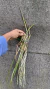 Imagem do Brassavola perrini Lacre 187324