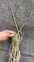 Imagem do Brassavola perrini Lacre 187324