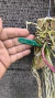 Brassavola perrini Lacre 187324