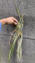 Brassavola perrini Lacre 187324 na internet