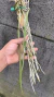 Brassavola perrini Lacre 187324 - loja online