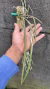 Brassavola perrini Lacre 187324 - loja online