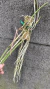 Brassavola perrini Lacre 187324 - Orquidário Aparecida