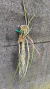 Brassavola perrini Lacre 187324