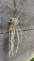 Brassavola perrini Lacre 187324 - comprar online