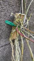 Brassavola perrini Lacre 187324 na internet