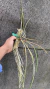 Brassavola perrini Lacre 187324 - Orquidário Aparecida