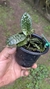 Phalaenopsis schilleriana Lacre 187400 - comprar online