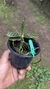 Phalaenopsis schilleriana Lacre 187400 - loja online