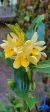 Dendrobium sucatum Lacre 0000051