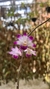 Dendrobium rhodostoma - comprar online