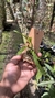 Oncidium longipes - loja online