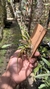 Oncidium longipes - comprar online