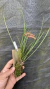 Dendrochilum wenzelii Lacre 0000950 na internet