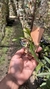 Oncidium longipes na internet