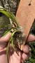 Oncidium longipes