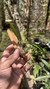 Imagem do Oncidium longipes