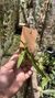 Oncidium longipes - loja online