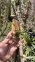 Oncidium longipes na internet