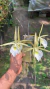 Brassavola perrini Lacre 187324 - comprar online
