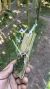 Laelia lundii Lacre 0000060