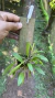 Stelis ciliaris (Touceira) Lacre 0000059 - Orquidário Aparecida