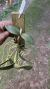 Cattleya schilleriana tipo Lacre 0000058