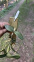 Cattleya schilleriana tipo Lacre 0000058 - comprar online