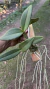 Cattleya schilleriana tipo Lacre 0000058 na internet