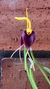 Masdevallia deceptrix