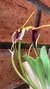 Imagem do Masdevallia deceptrix