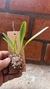 Masdevallia deceptrix - comprar online