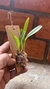 Masdevallia deceptrix na internet