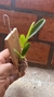 Masdevallia deceptrix - Orquidário Aparecida